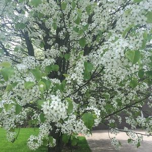 Meet your Posher, Sydney